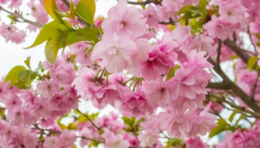 Kwiaty różowego **sakura drzewa** tworzą gęsty, kwitnący obłok.