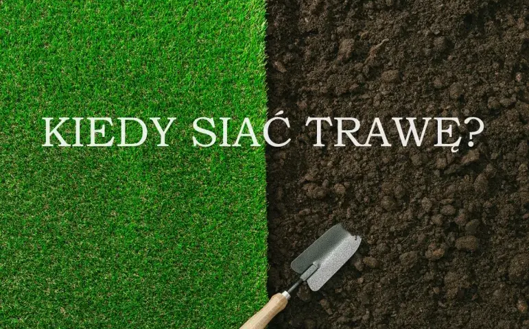 Kiedy siać trawę na trawnik, aby uniknąć błędów i cieszyć się pięknym trawnikiem?