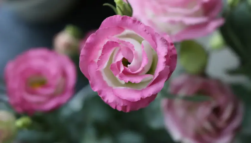 Eustoma kiedy kwitnie – poznaj tajemnice jej pięknego kwitnienia