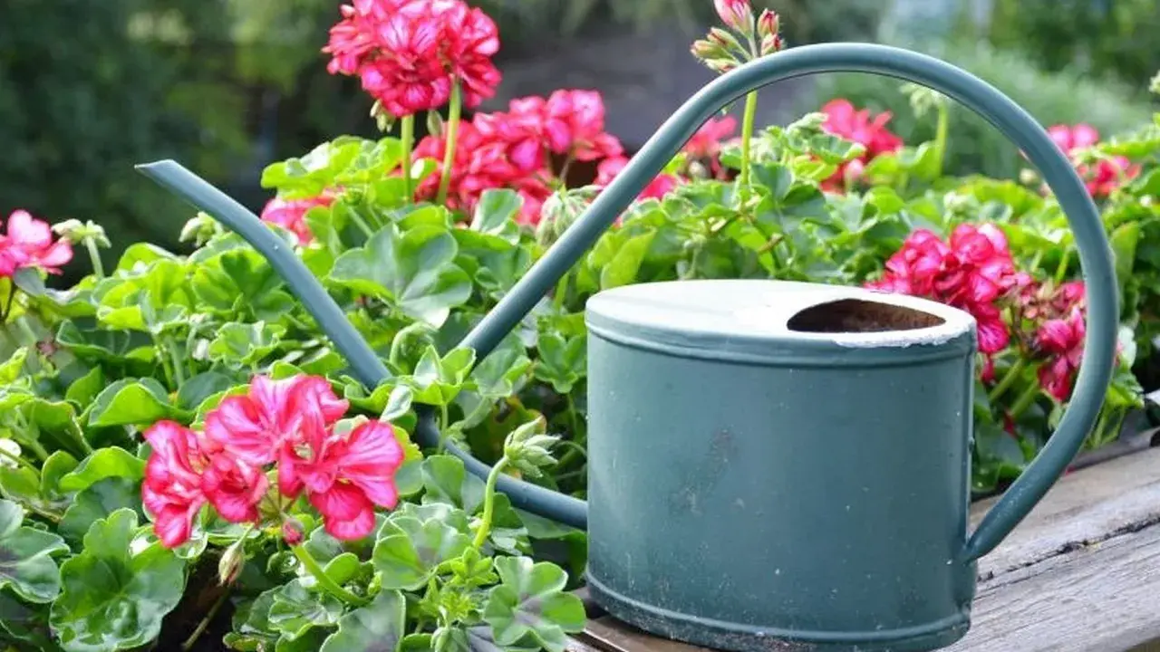 Zielona konewka wśród bujnych, kwitnących na różowo pelargonii pełnych.