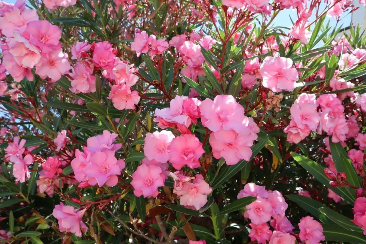Kwitnący oleander w odcieniach różu. Warto pamiętać o jego **oleander zimowanie**, by cieszyć się nim w kolejnym sezonie.