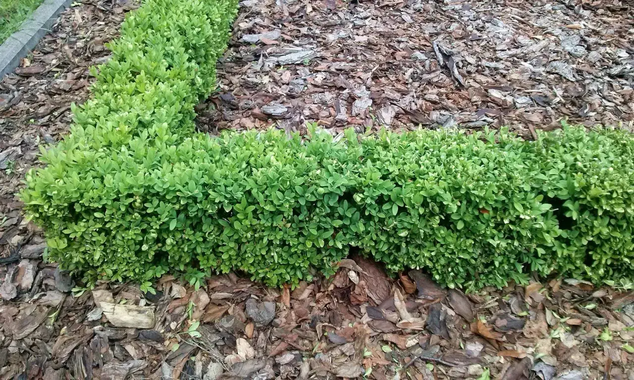 Najlepsze rośliny na niski żywopłot – jak wybrać i uniknąć błędów w pielęgnacji