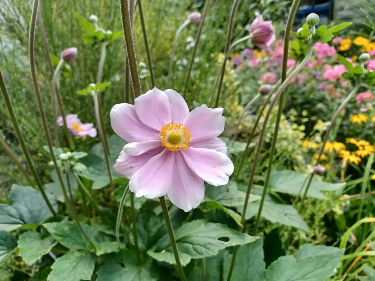 Delikatny, różowy **anemone** z żółtym środkiem na tle kwitnącego ogrodu.