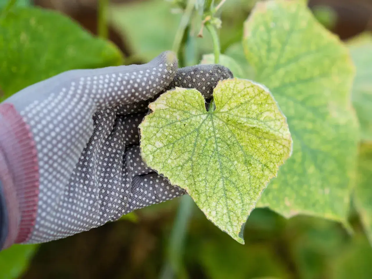 Dłoń w rękawiczce ogląda liść ogórka z widoczną chloroza, która objawia się żółknięciem tkanki między nerwami.