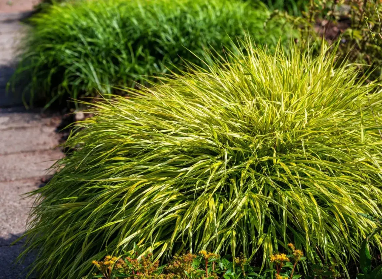 Kępa trawy hakonechloa odmiany 'Aureola' z żółto-zielonymi liśćmi, rosnąca przy ścieżce z kamieni.