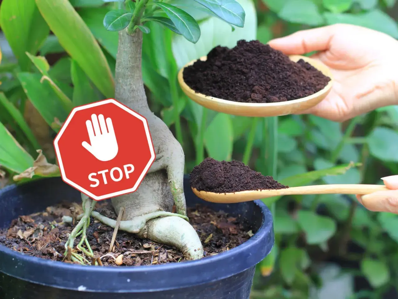 Stop! Nie dodawaj fusów z kawy do tej rośliny. Dwie łyżki fusów z kawy w rękach.