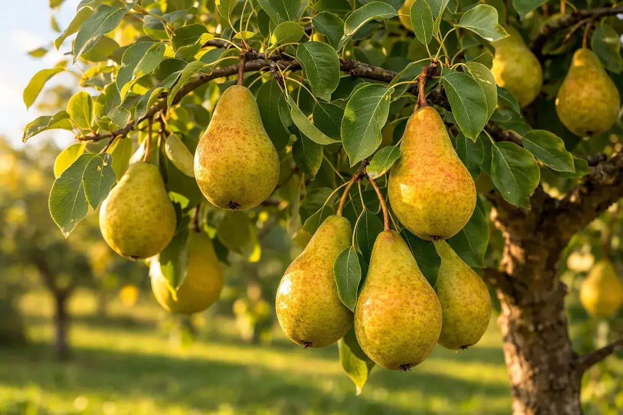 Dojrzałe gruszki tej odmiany wiszą na gałęziach drzewa, gotowe do zbioru.