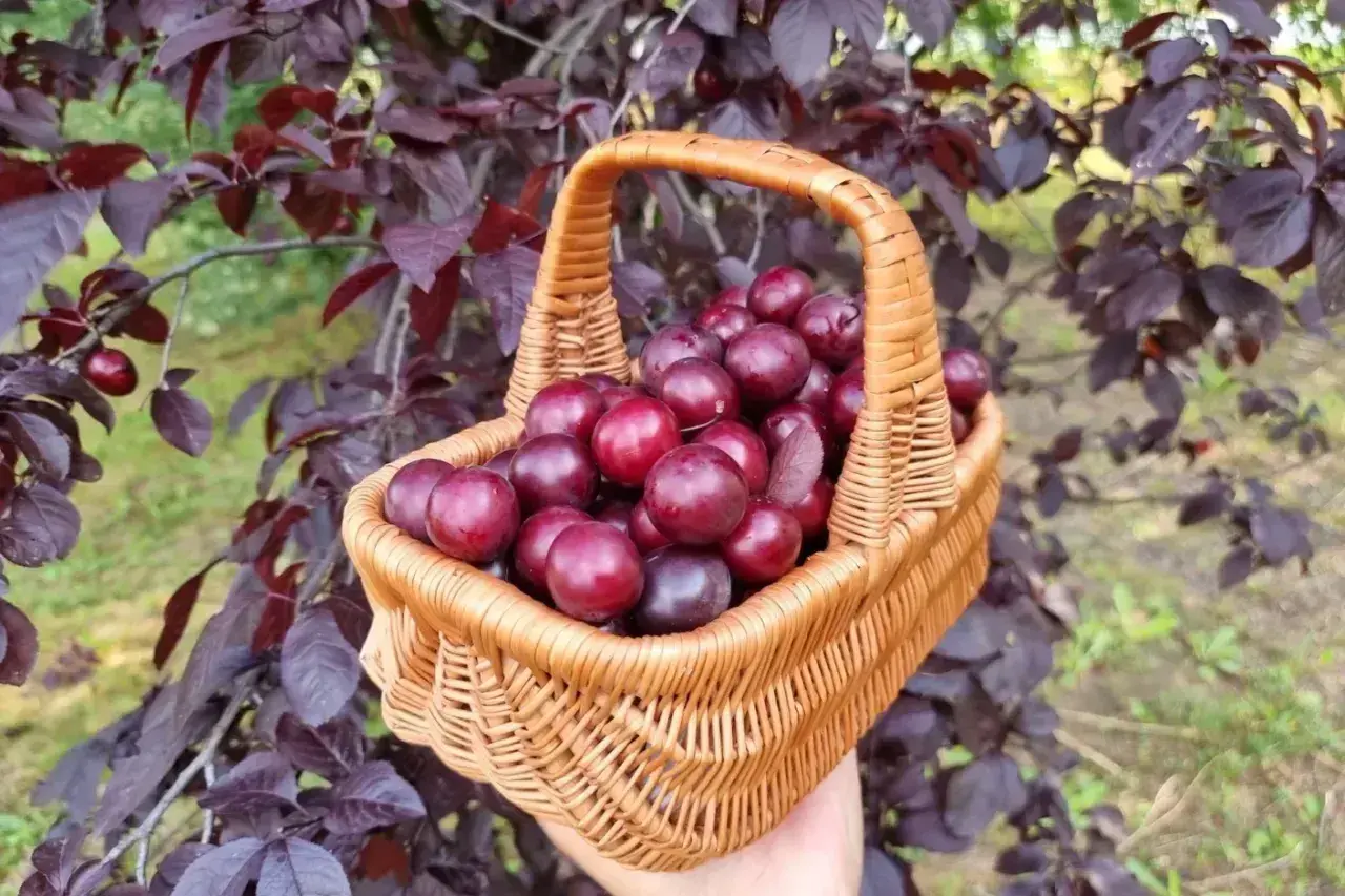Koszyk pełen dojrzałych, ciemnoczerwonych śliwowisien, zebranych prosto z drzewa o purpurowych liściach.