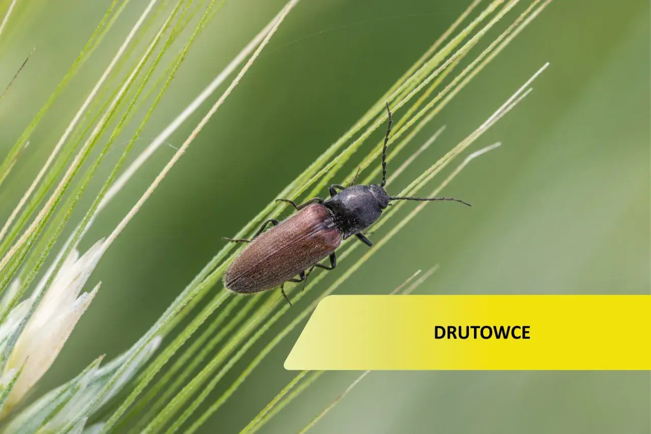 Brązowy owad, jeden z drutowców, siedzi na źdźble trawy.
