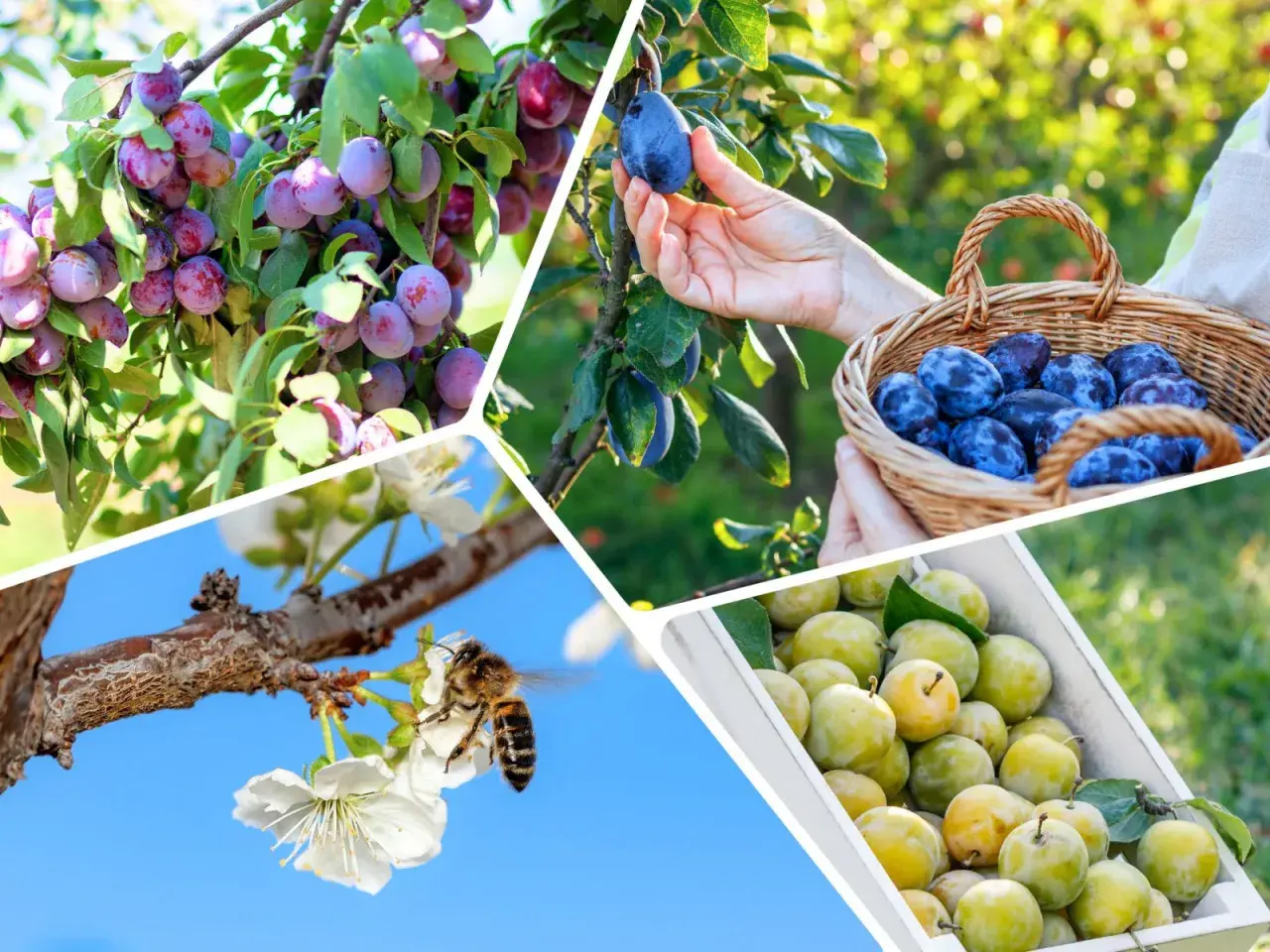Plum trees laden with fruit, a hand picking a ripe śliwka chińska, a basket full of them, and a bee pollinating blossoms.