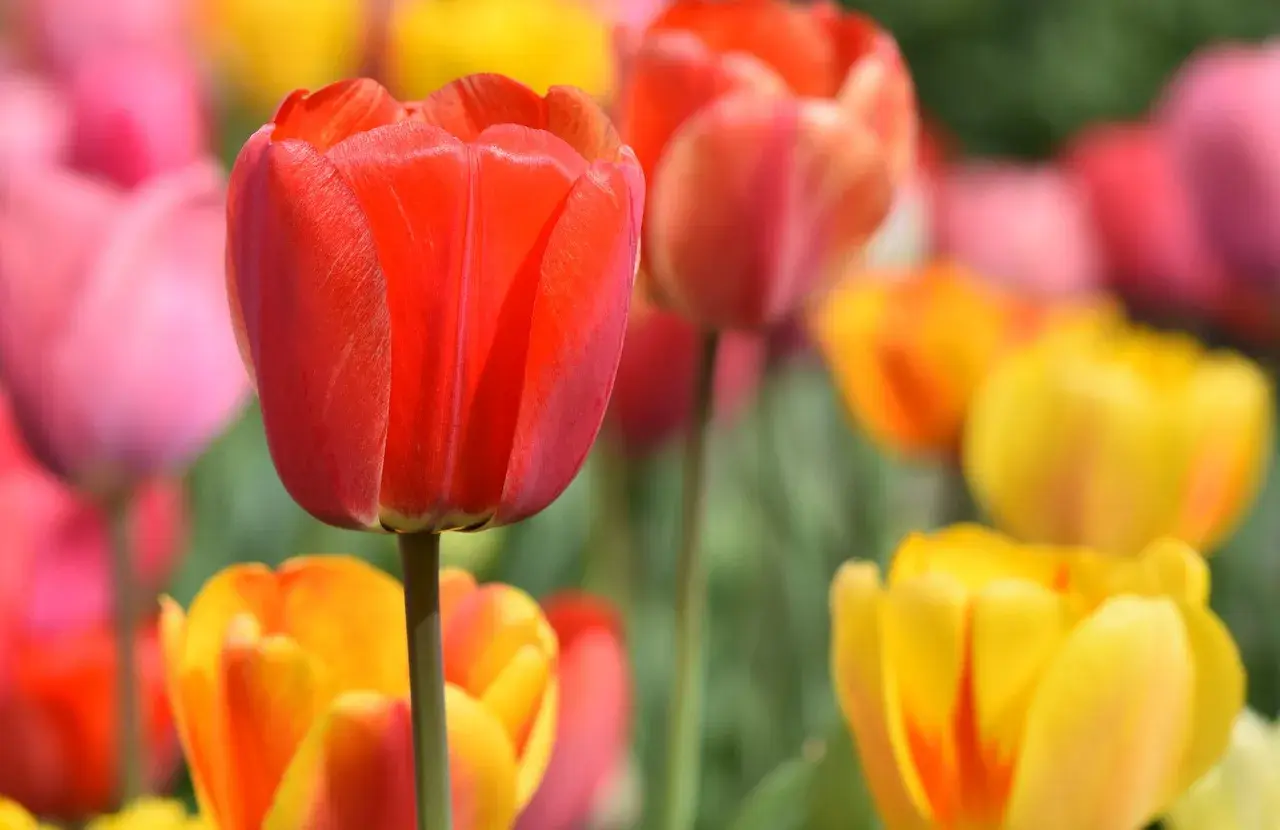Jak dbać o tulipany w ogrodzie, by cieszyć się pięknymi kwiatami każdej wiosny