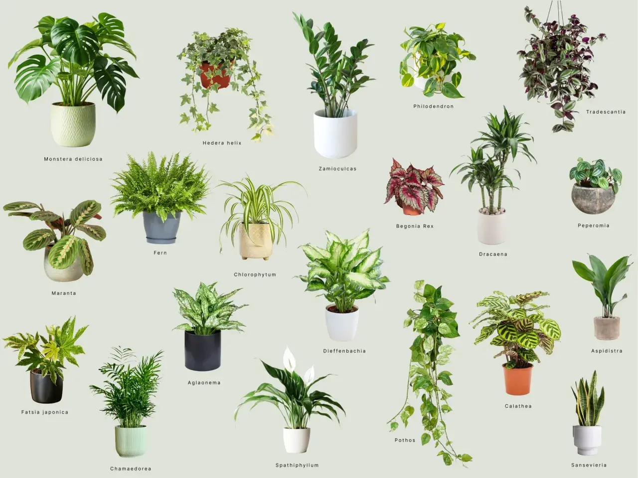 Kolekcja roślin doniczkowych cieniolubnych: Monstera, paproć, zamiokulkas, kalatea i inne, idealne do każdego wnętrza.