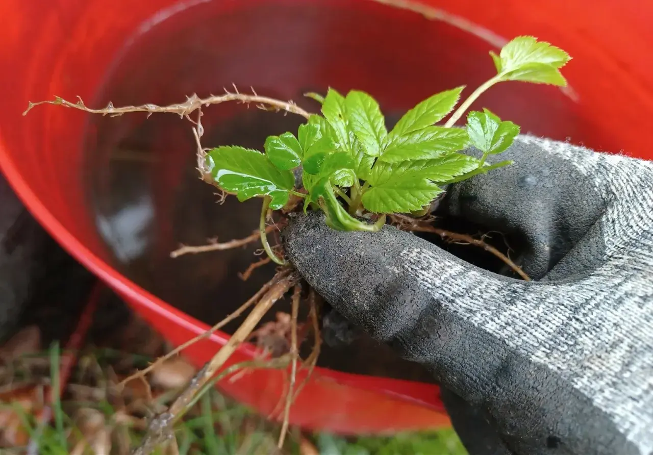 Ręka w rękawicy trzyma świeżo wykopany podagrycznik. Korzenie rośliny są zanurzone w wodzie w czerwonym wiadrze, przygotowywane do zrobienia gnojówki z podagrycznika.