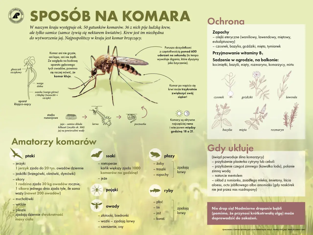 Komar z aparatem gębowym, schemat jego rozwoju i ilustracje roślin odstraszających owady.