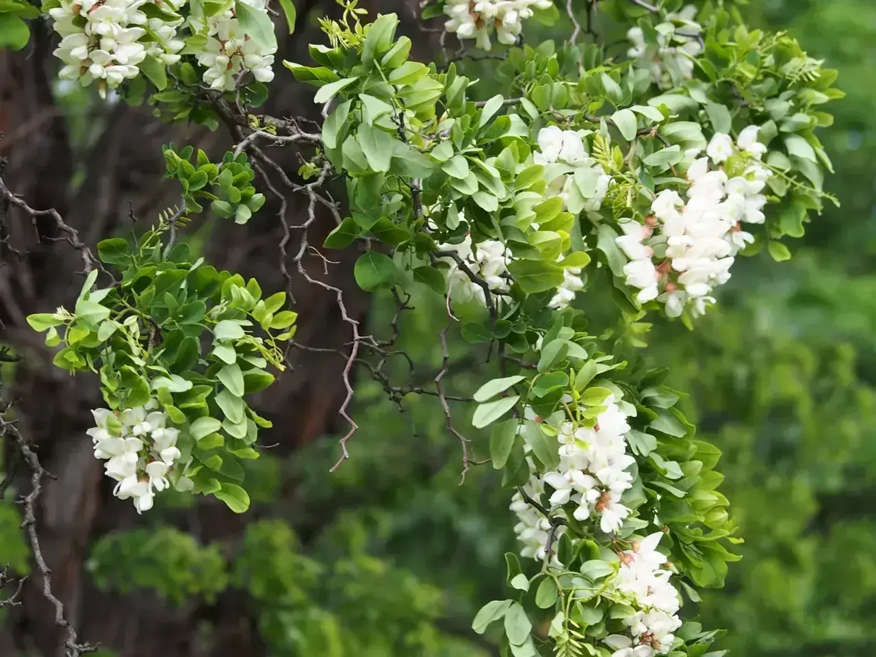 Gałęzie robinia biała obsypane białymi kwiatami i zielonymi liśćmi.