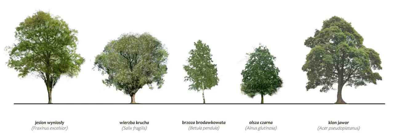 Różne rodzaje drzew: jesion, wierzba, brzoza, olsza i klon jawor.