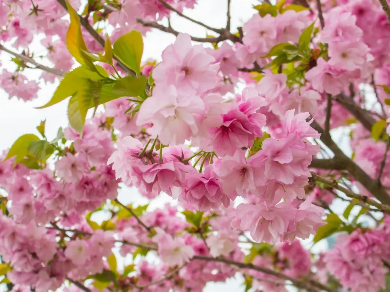 Kwiaty różowego **sakura drzewa** tworzą gęsty, kwitnący obłok.