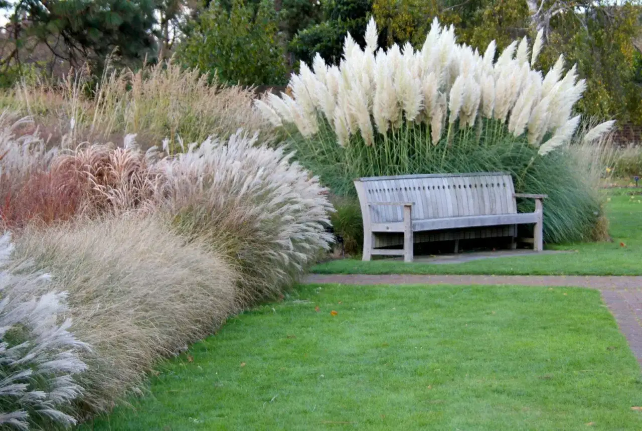 Ozdobne trawy, w tym hakonechloa odmiany, tworzą bujne kępy obok drewnianej ławki w jesiennym ogrodzie.