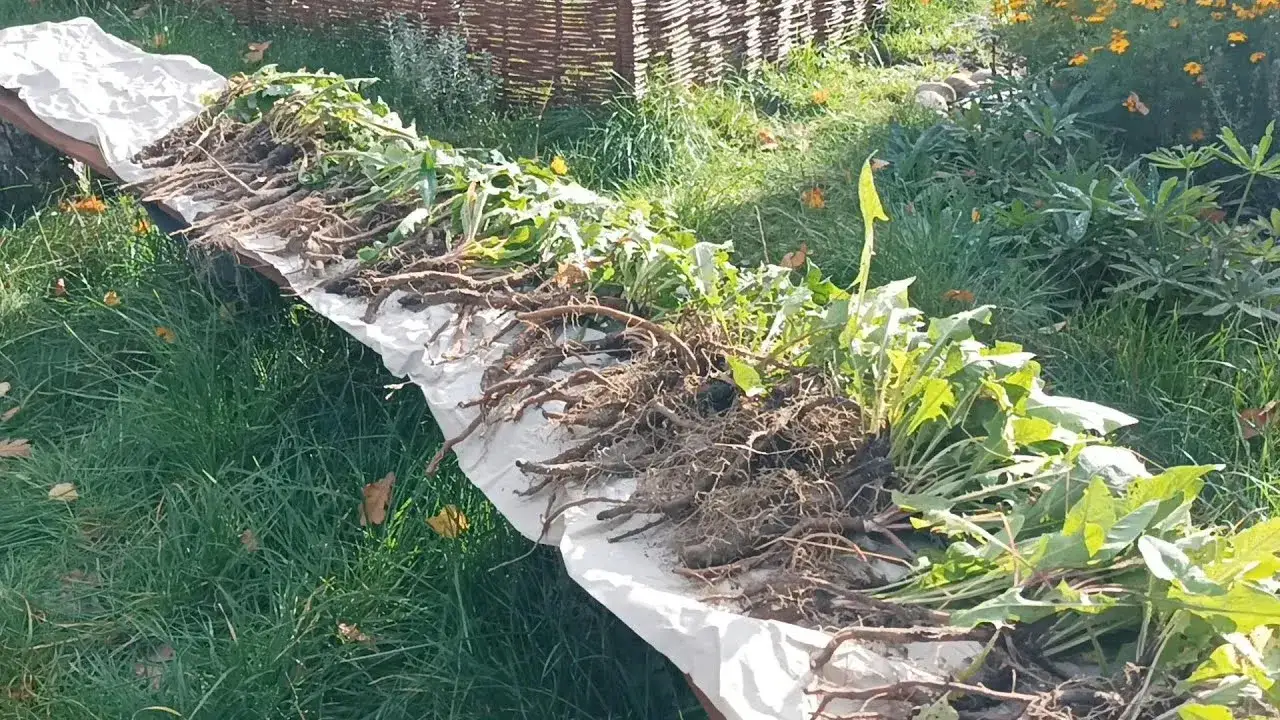 Zdjęcie Jak odróżnić chwast mylony z mniszkiem lekarskim i mleczem?