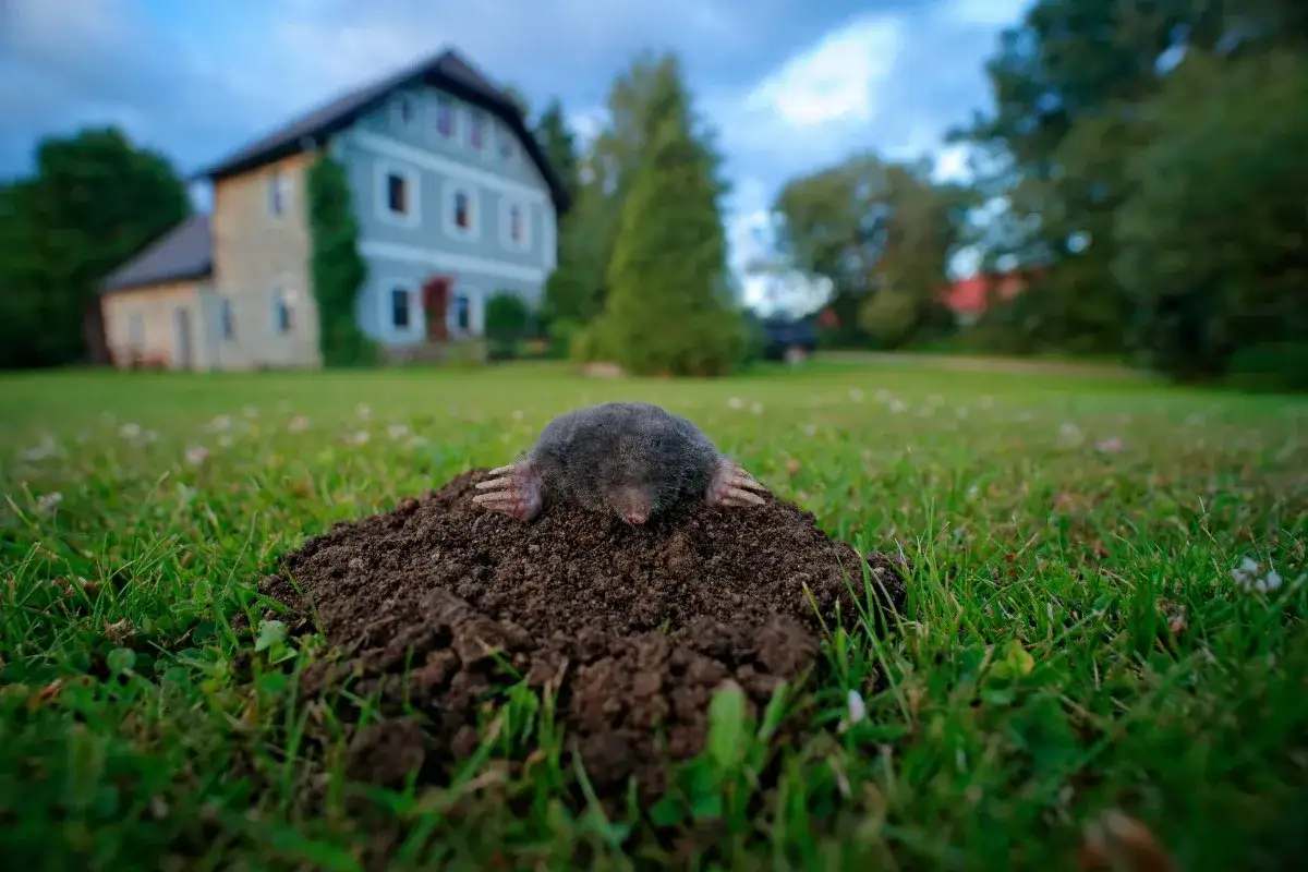 Zdjęcie Skuteczne sposoby na pozbycie się kreta z ogrodu bez szkody dla roślin