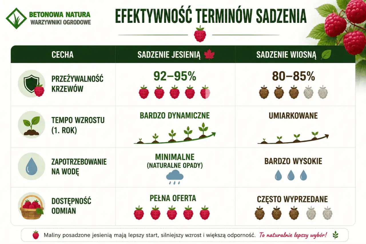 Maliny w ogrodzie: sadzenie jesienią daje lepszy start, silniejszy wzrost i większą odporność. Jesienne sadzenie malin to naturalnie lepszy wybór!