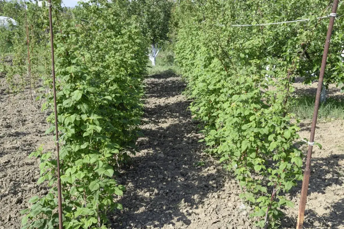 Rzędy krzewów malin na polu. Idealny czas, kiedy sadzić maliny, to wiosna lub jesień, aby zapewnić im najlepszy start.