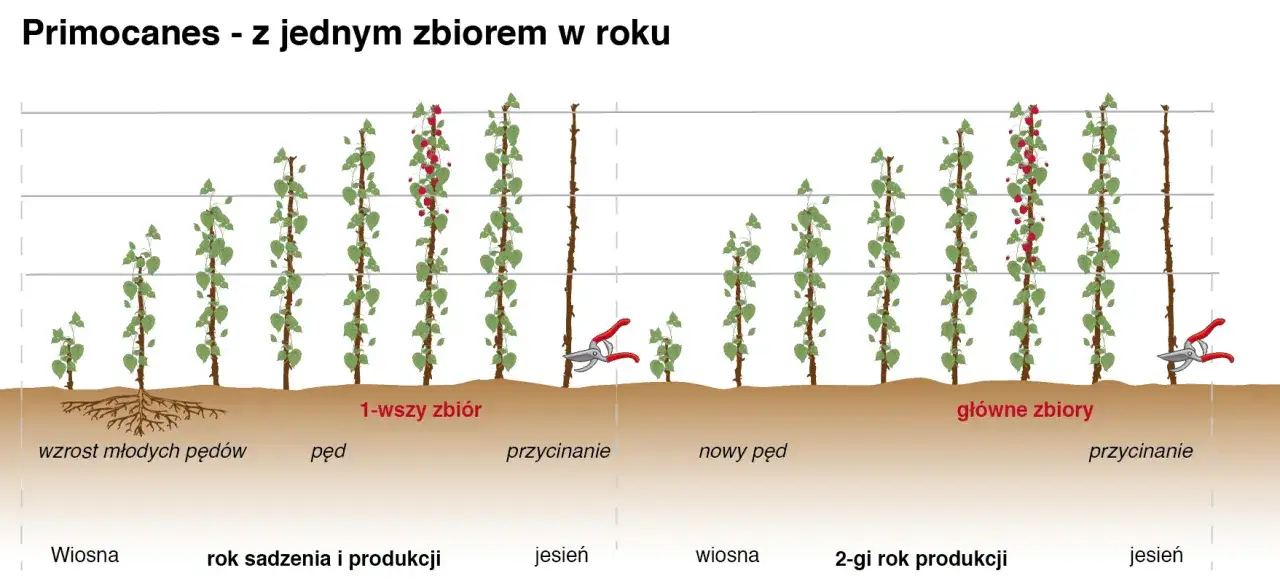 Ilustracja pokazuje cykl życia malin primocane, kiedy przycinać maliny letnie, aby uzyskać obfite plony.