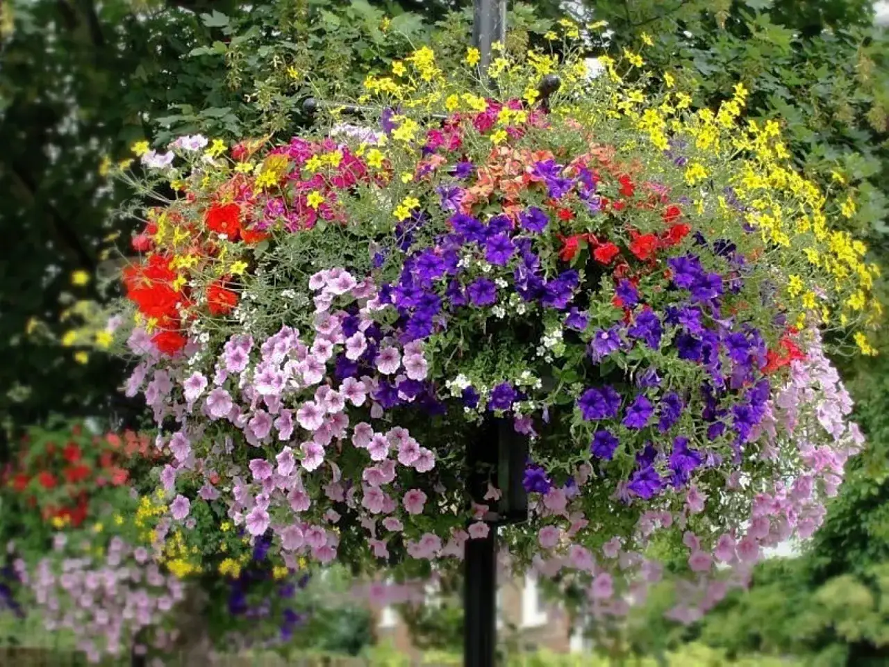 Kwiat lobelia w fioletach, różach i czerwieniach tworzy kaskadę kolorów.