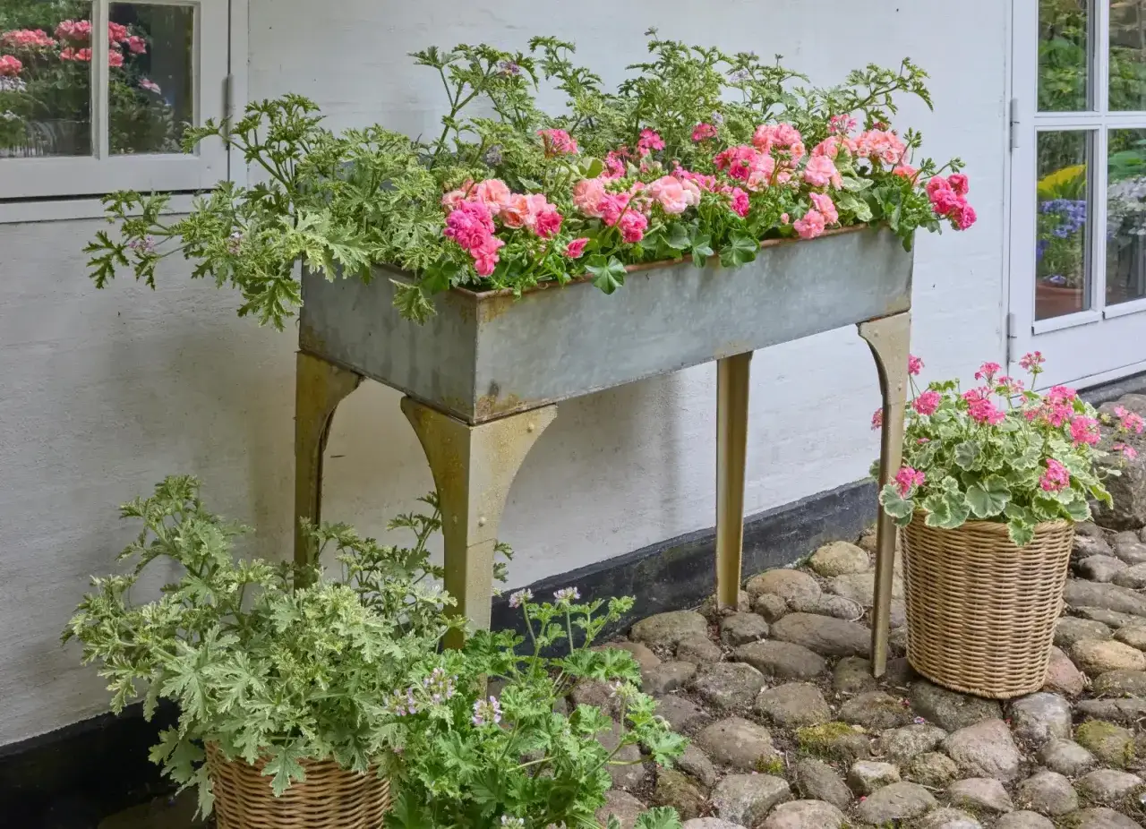 Urocza kompozycja z pelargonią pełną w metalowej skrzyni na stojaku, uzupełniona o pelargonie w wiklinowych koszach.