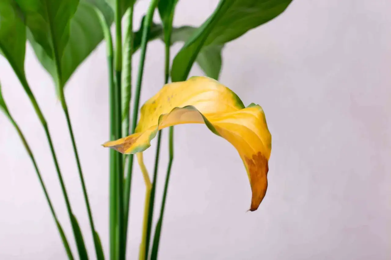 Skrzydłokwiat z żółtymi liśćmi, które zaczynają brązowieć na końcach. Zielone liście w tle.