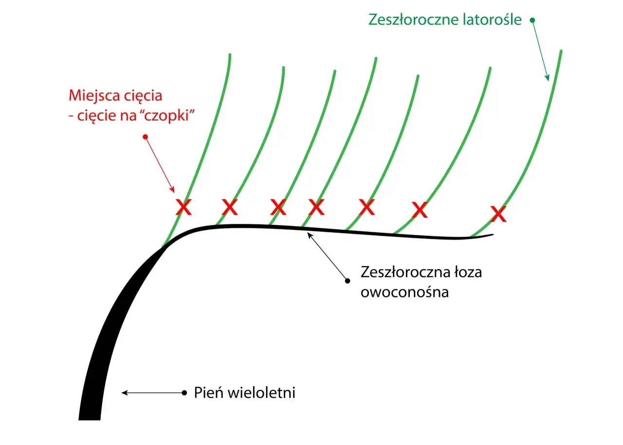 Schemat przycinania winogron: zaznaczone miejsca cięcia na