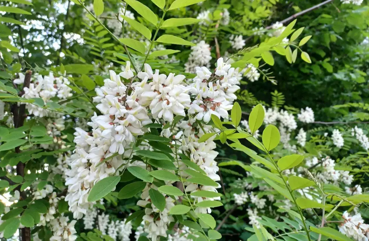 Kwitnąca robinia biała z gronami białych kwiatów i zielonymi liśćmi.