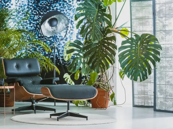 Duża, zielona monstera w pomarańczowej doniczce, idealna do nowoczesnego salonu. Obok fotel i lampa.